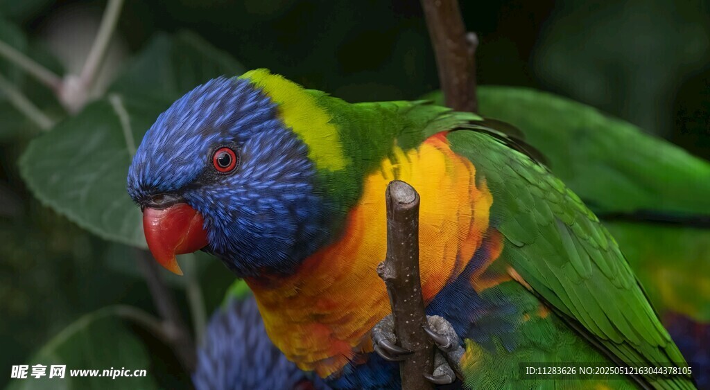 五彩鹦鹉栖息枝头