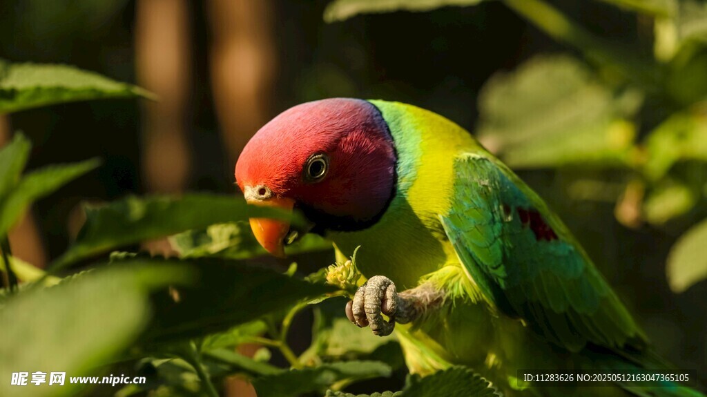 多彩鹦鹉栖息绿叶间