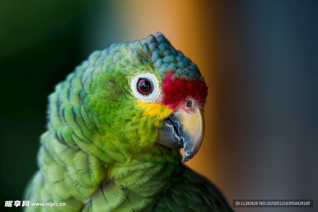 翠绿鹦鹉特写