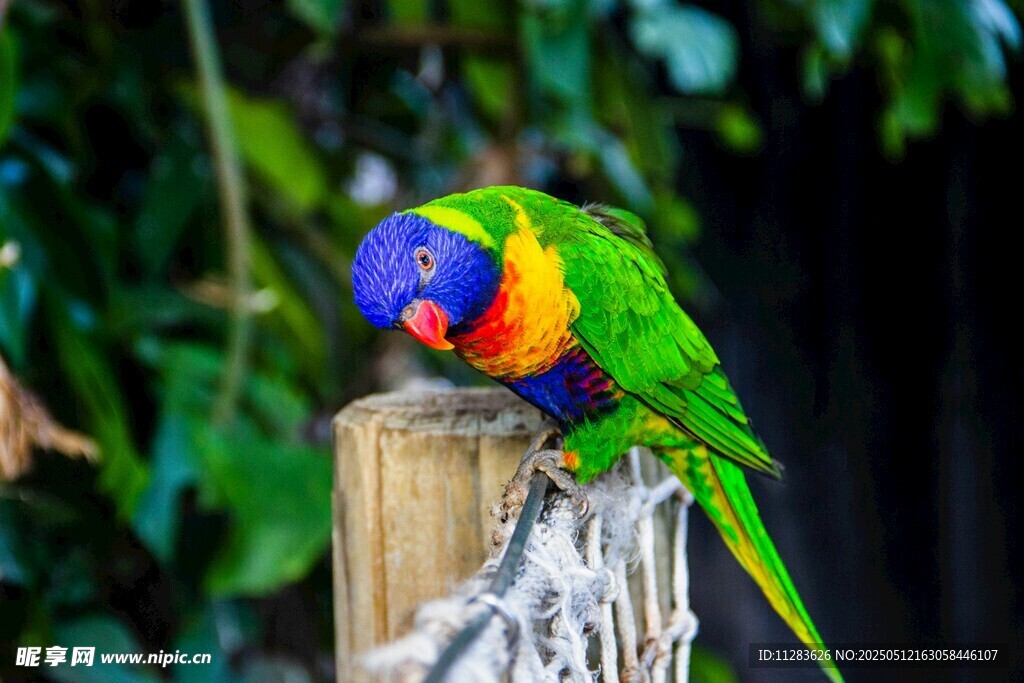 多彩鹦鹉栖息木桩