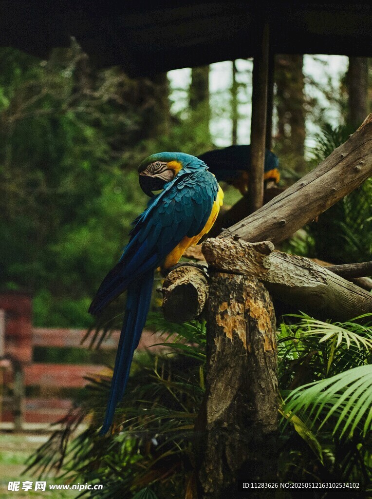 蓝黄鹦鹉栖息于枝头