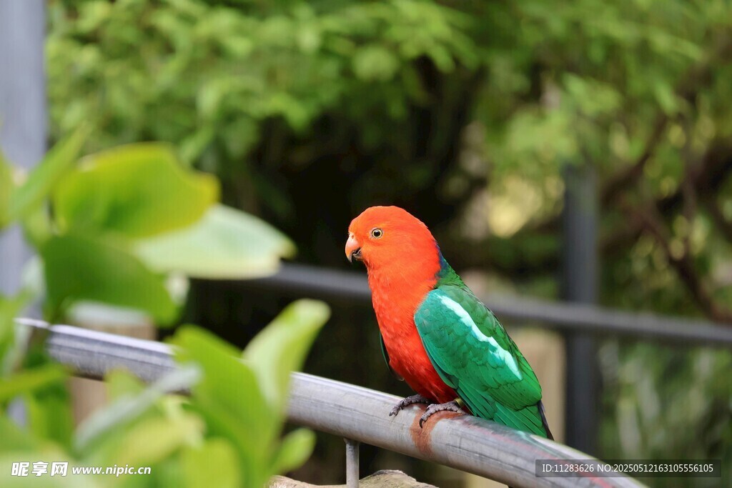 多彩鹦鹉栖息枝头