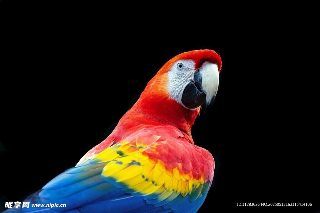 五彩斑斓鹦鹉特写