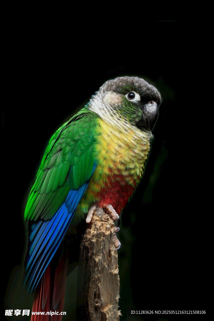 多彩鹦鹉栖息枝头