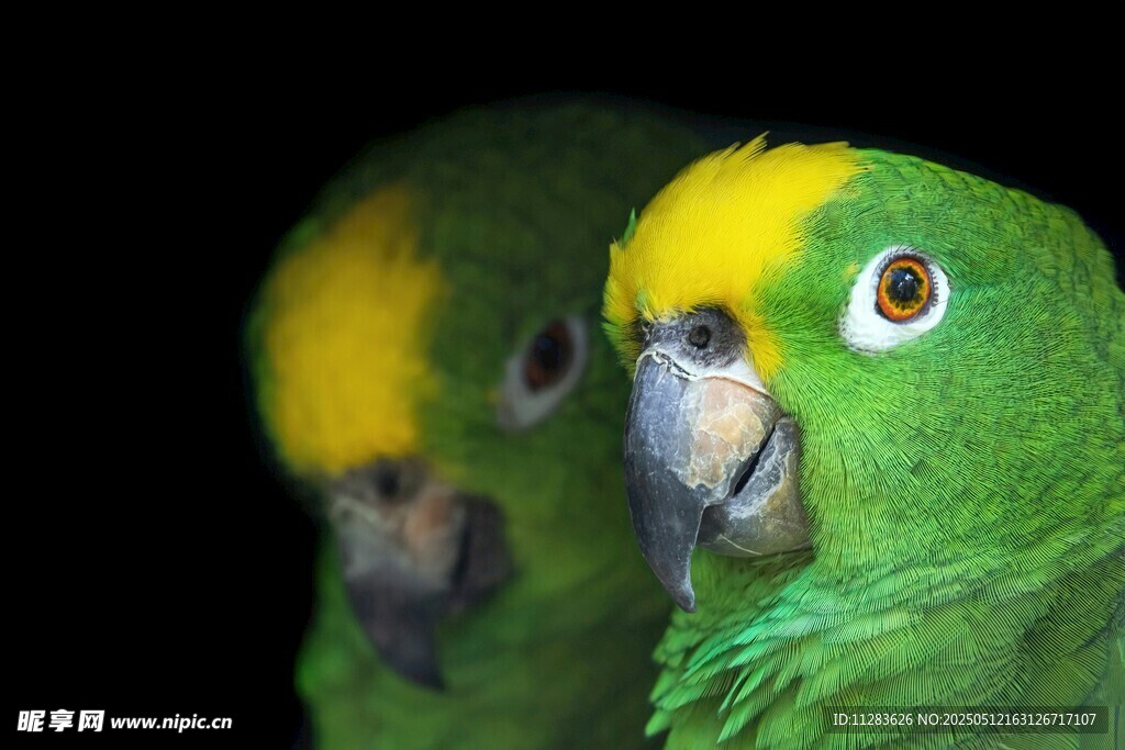 两只绿鹦鹉特写