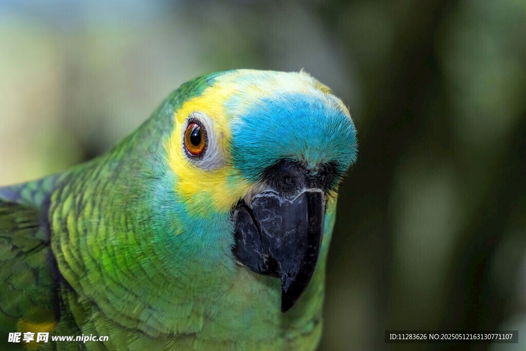 多彩鹦鹉特写