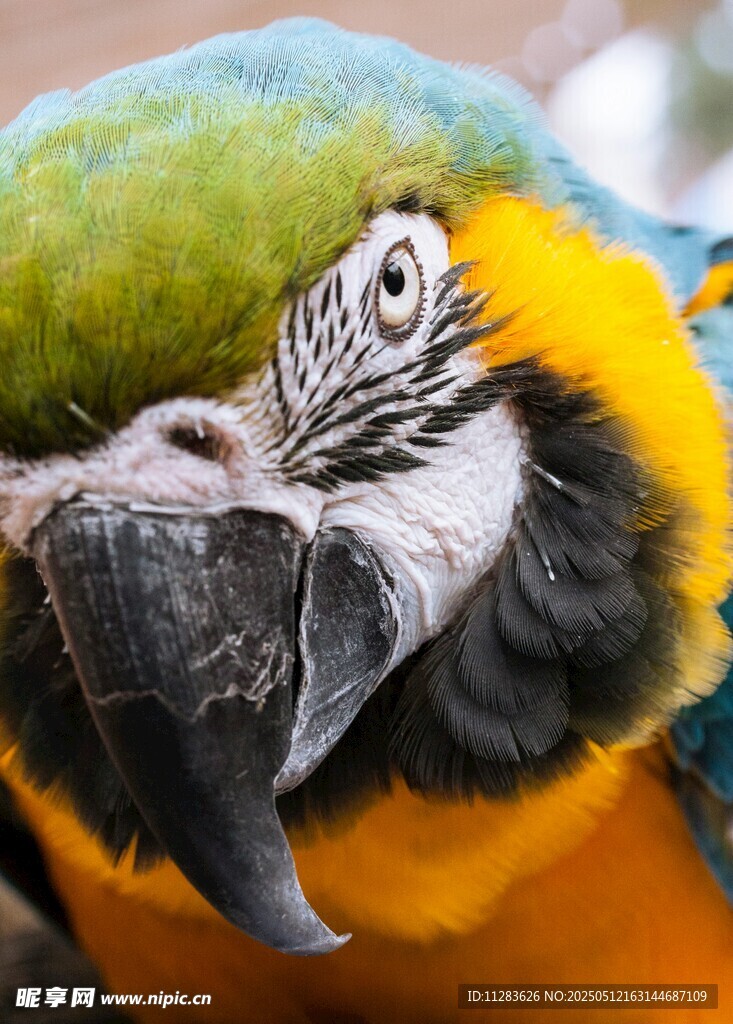 色彩斑斓的金刚鹦鹉特写