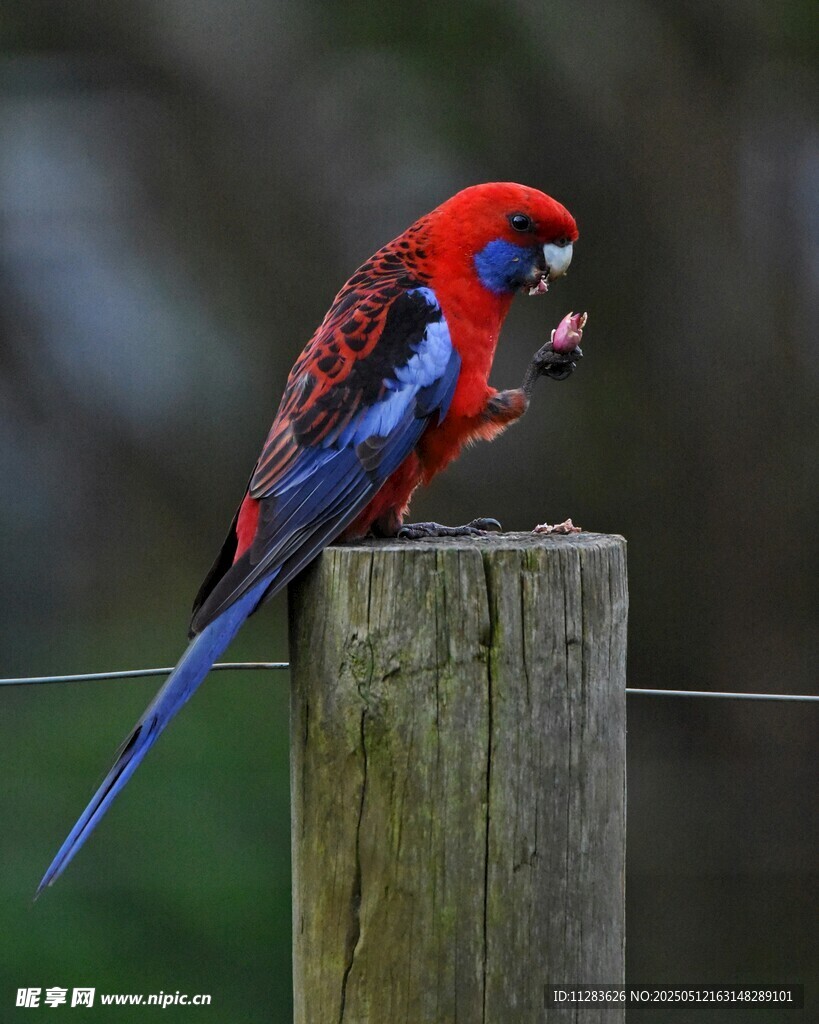 红羽彩鸟立于木桩