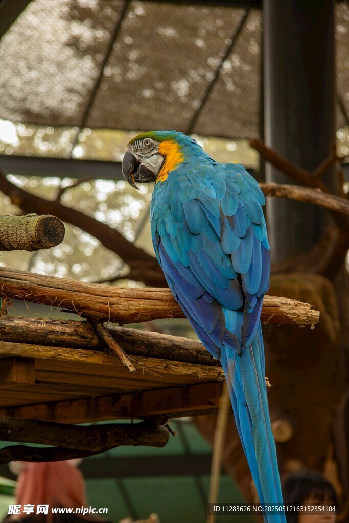 蓝黄鹦鹉栖息于树枝间