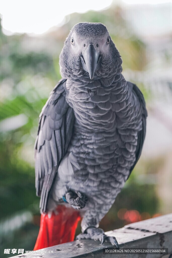 灰鹦鹉