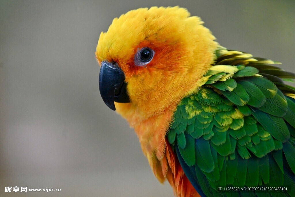 色彩斑斓的鹦鹉特写