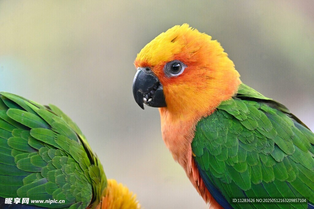 多彩鹦鹉特写