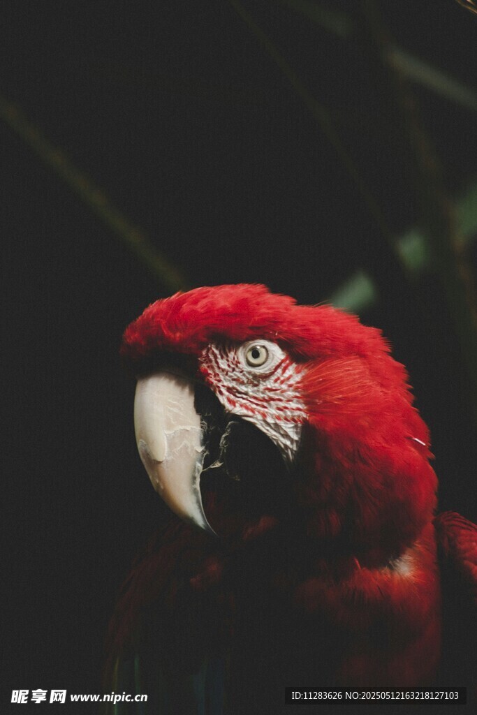 鲜艳红鹦鹉特写