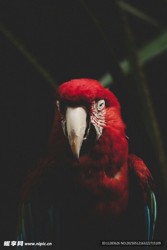 艳丽红鹦鹉特写