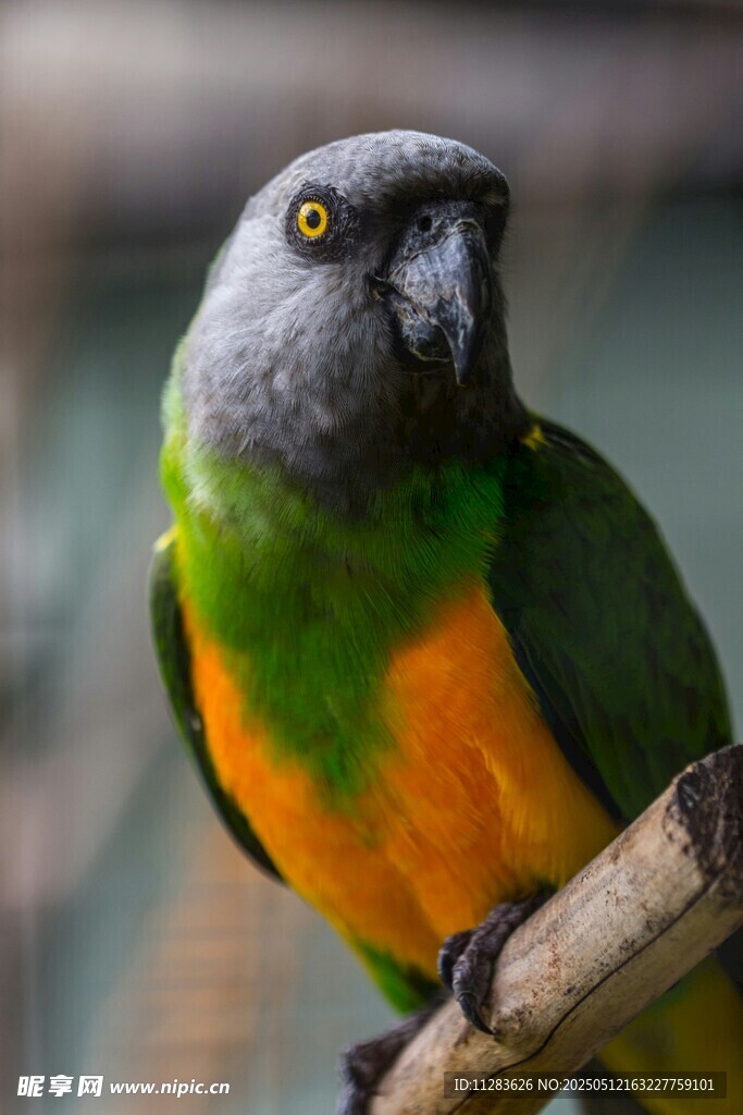 多彩鹦鹉栖息枝头
