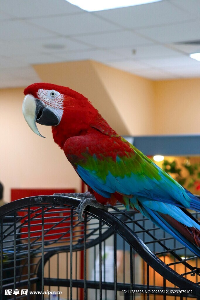 多彩鹦鹉立于鸟笼之上