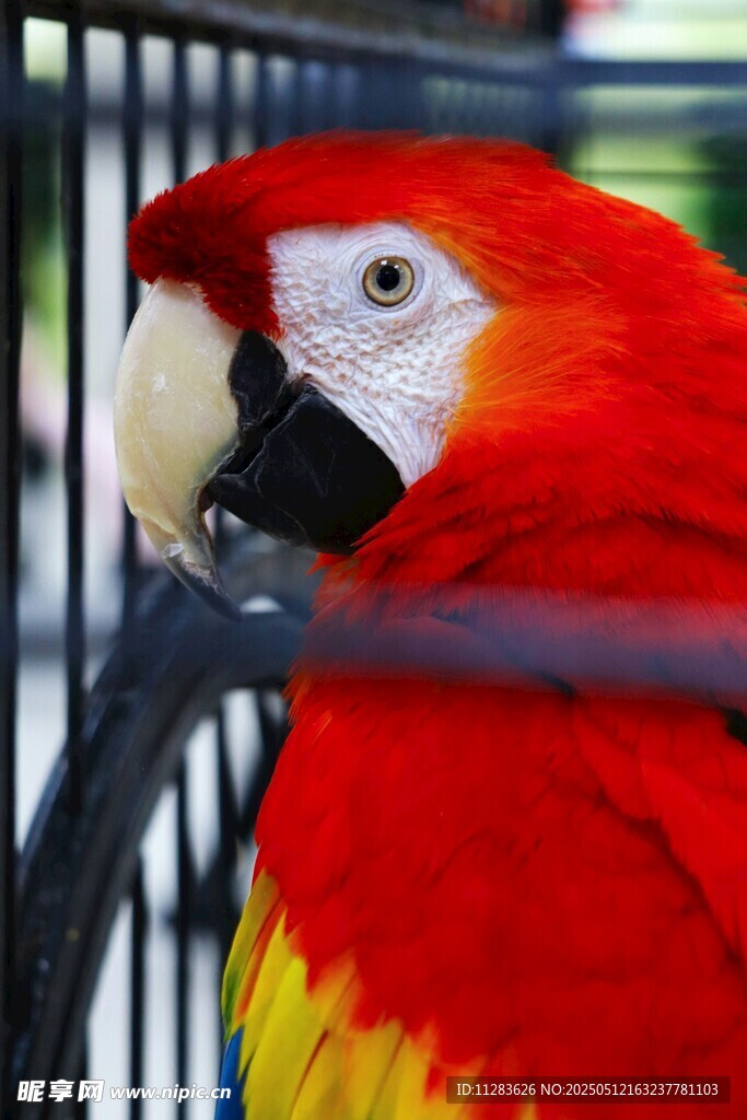 笼中色彩艳丽的金刚鹦鹉