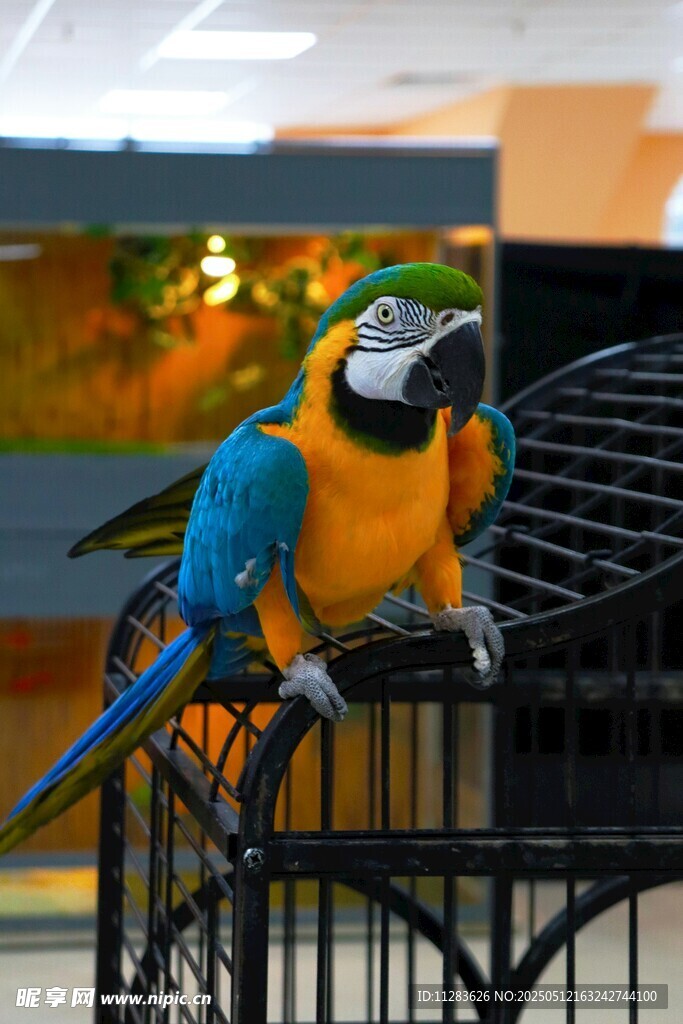 笼中多彩鹦鹉