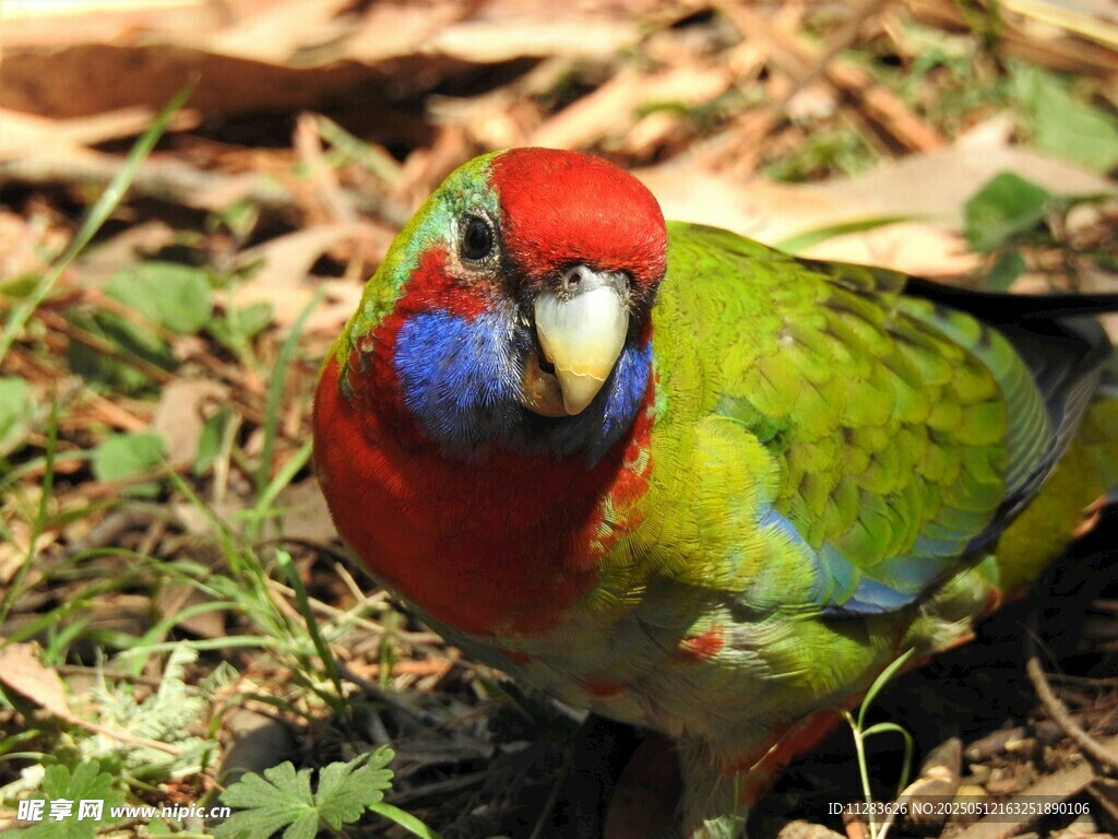 多彩鹦鹉立于草地