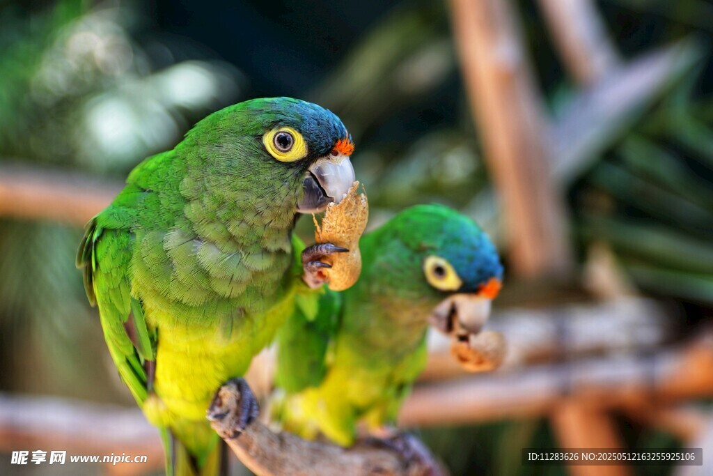 绿鹦鹉栖息树枝进食画面