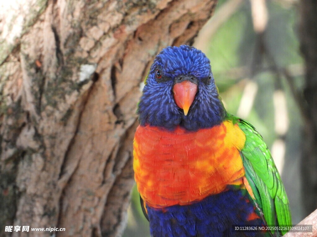 五彩斑斓鹦鹉栖息树干旁