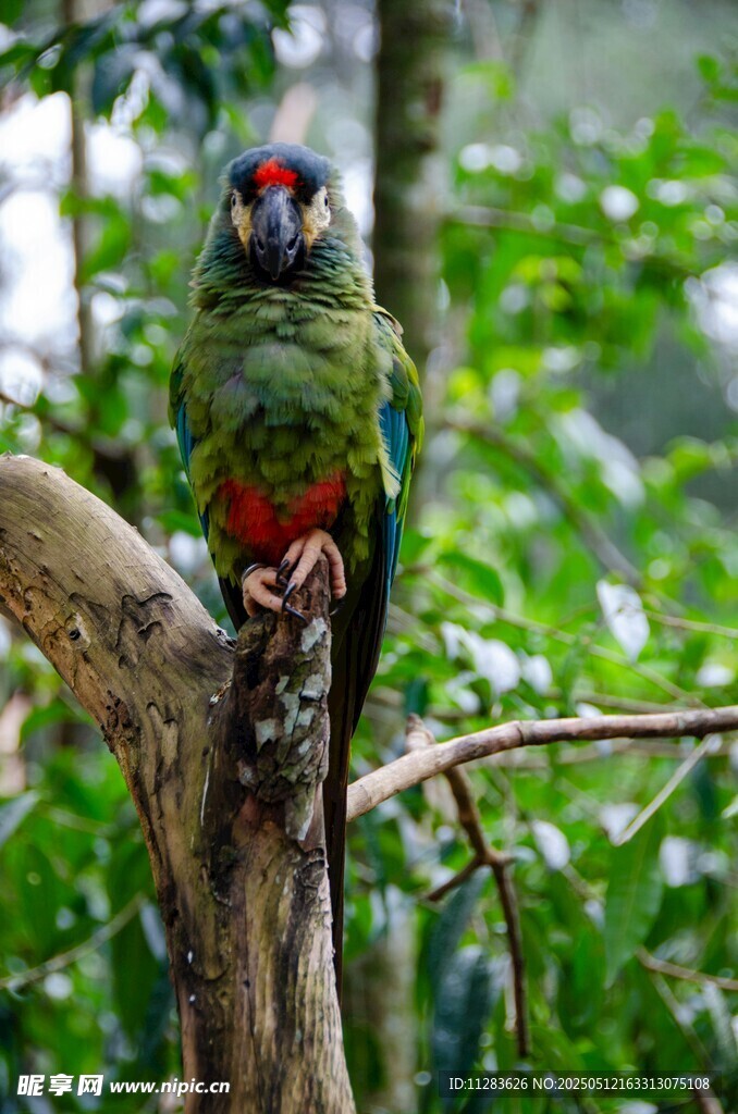 枝头绿鹦鹉