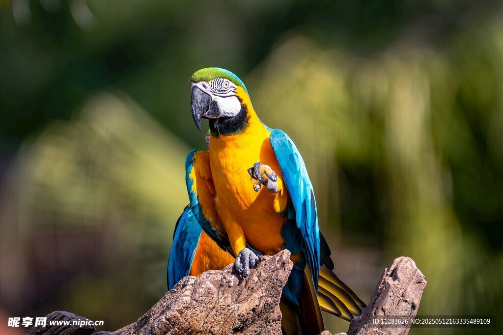 多彩鹦鹉栖息枝头