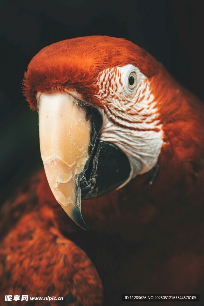 红色鹦鹉特写