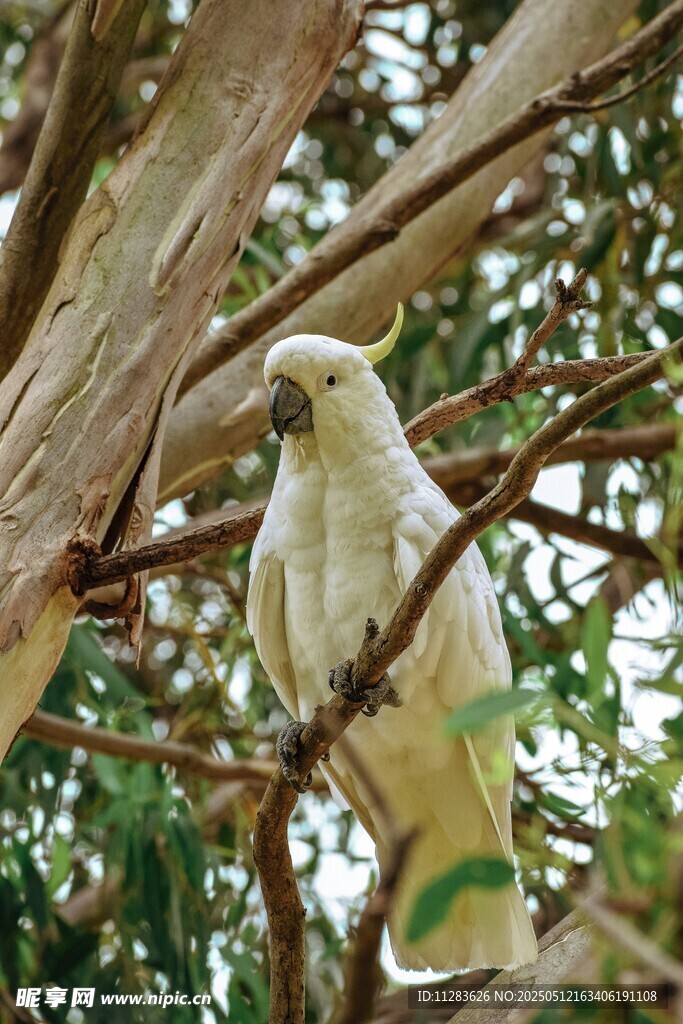 枝头白鹦鹉