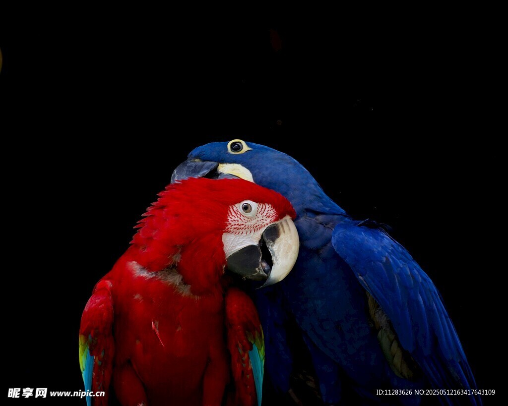 红蓝鹦鹉亲昵依偎
