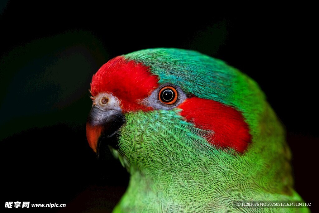 红绿相间鹦鹉特写