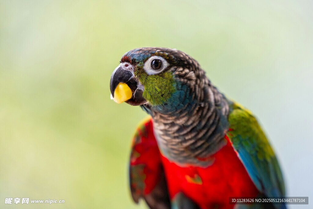 多彩鹦鹉张嘴展示风采