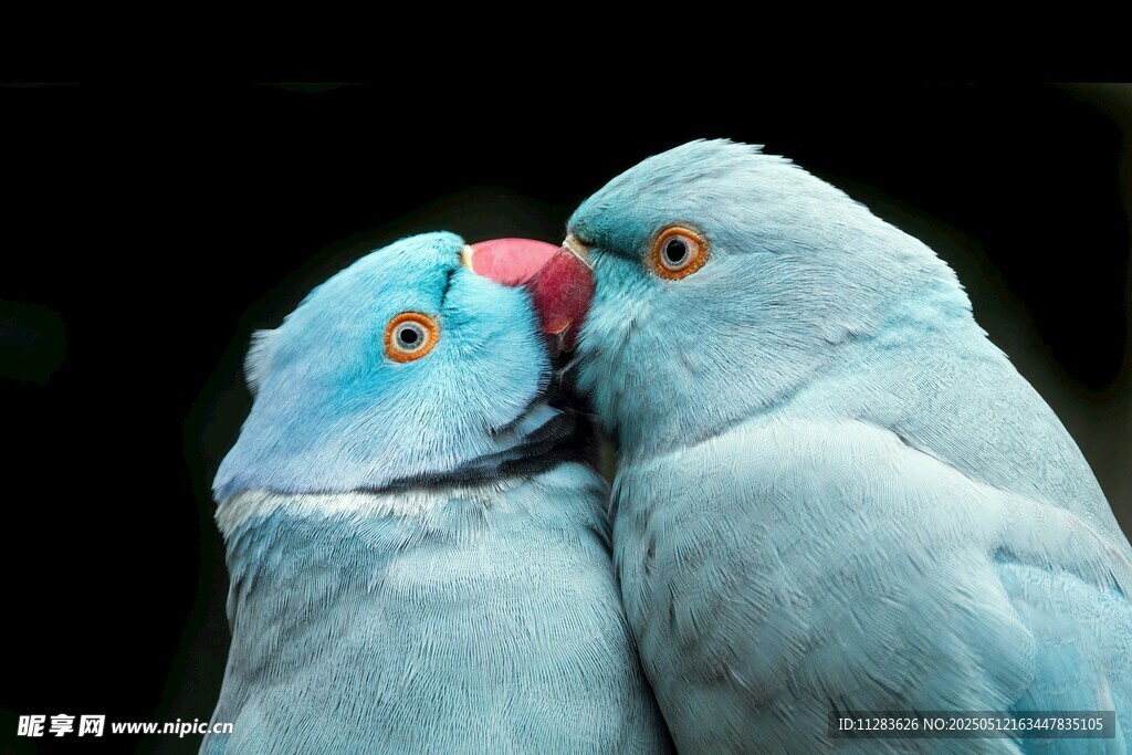 亲昵蓝鹦鹉