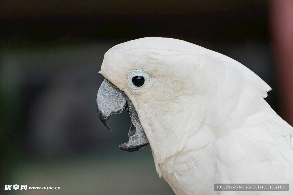 白色鹦鹉特写