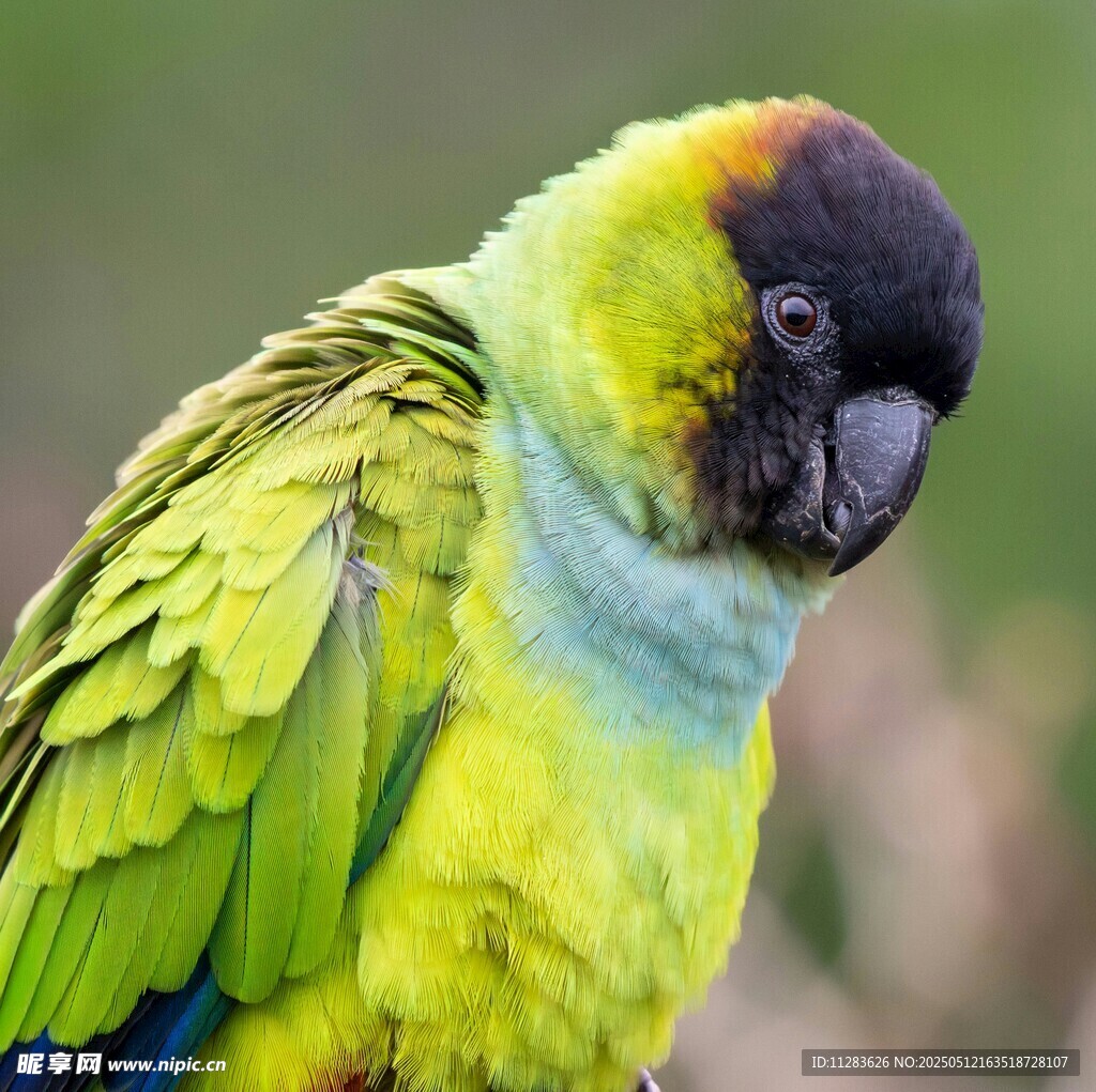 多彩鹦鹉特写