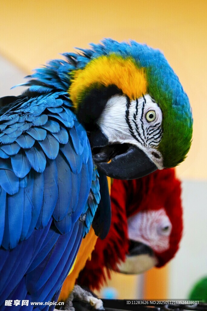 多彩金刚鹦鹉特写