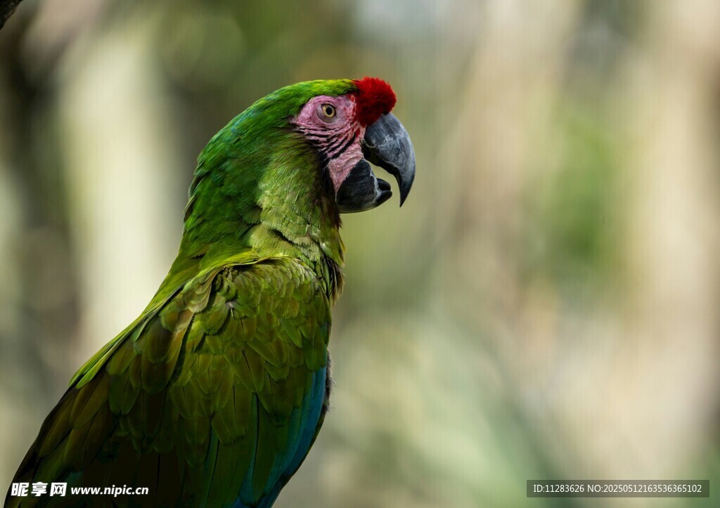 绿羽红顶鹦鹉特写