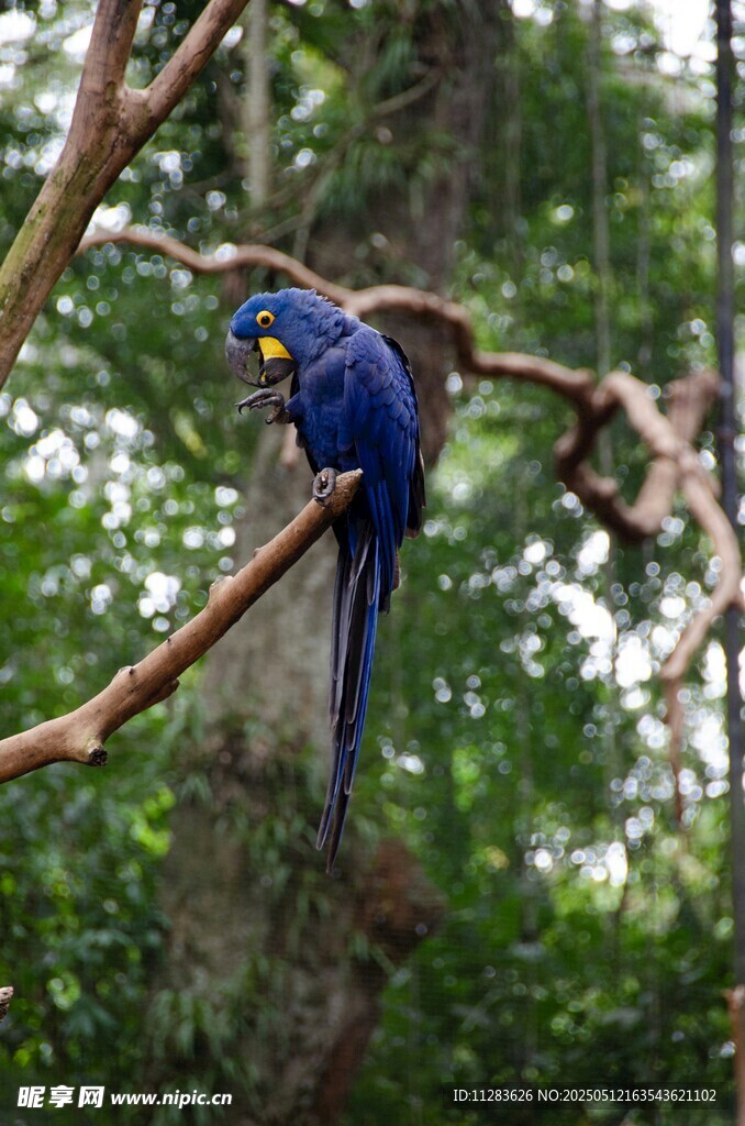 蓝鹦鹉栖息于树枝间