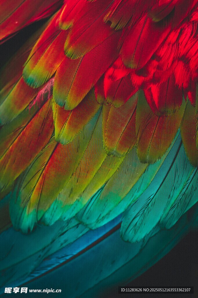 绚丽多彩的羽毛纹理