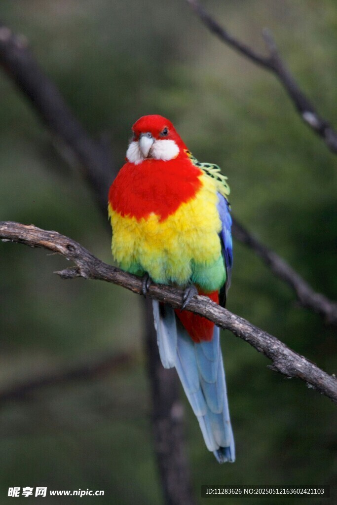 多彩鹦鹉栖于枝头
