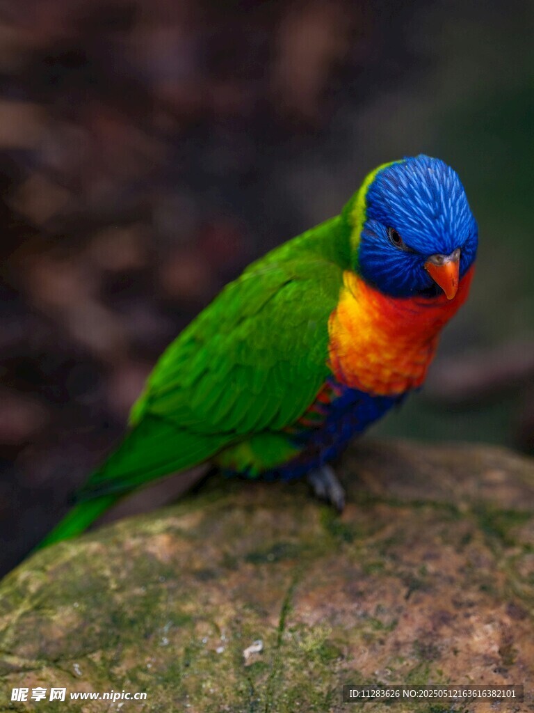 五彩鹦鹉栖息于岩石上