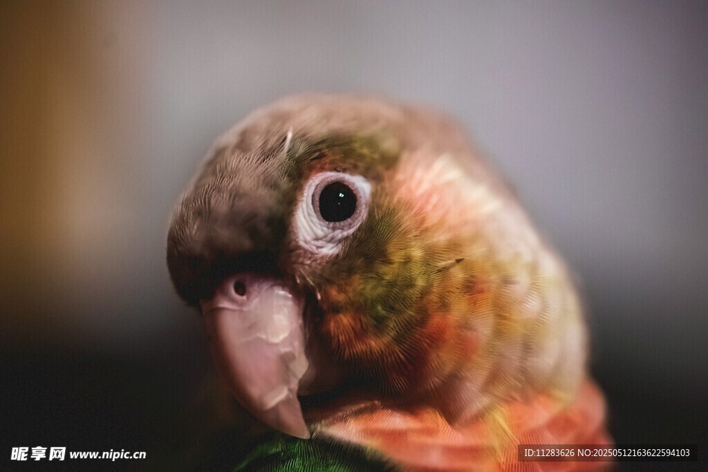 多彩鹦鹉特写