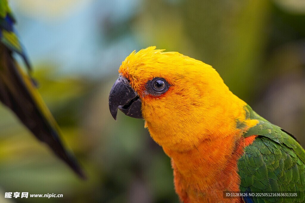 多彩鹦鹉特写