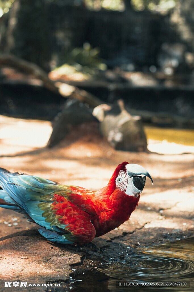 五彩斑斓的鹦鹉