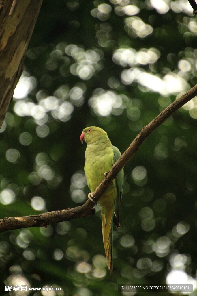 枝头绿鹦鹉