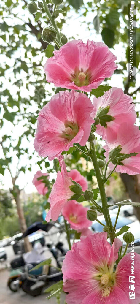 蜀葵花