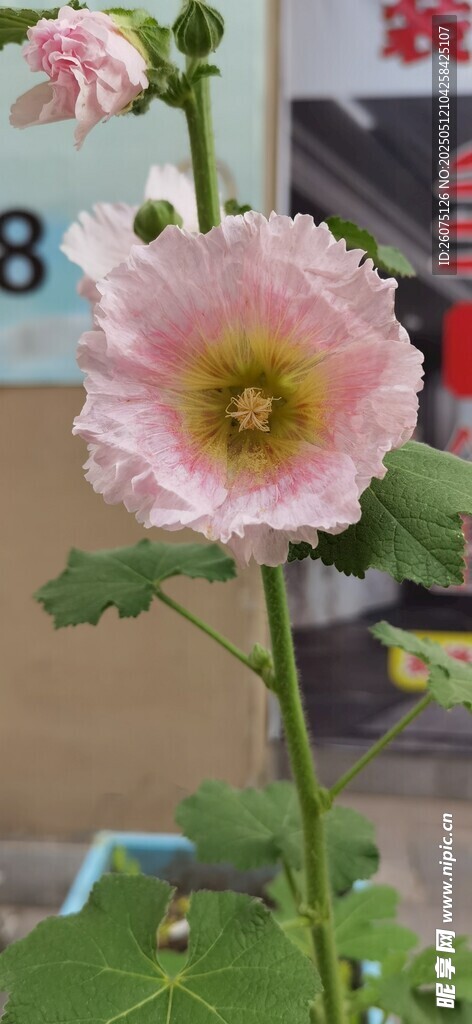 芙蓉葵