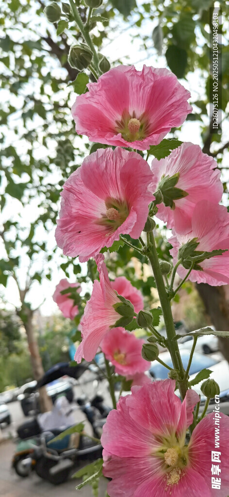 芙蓉葵