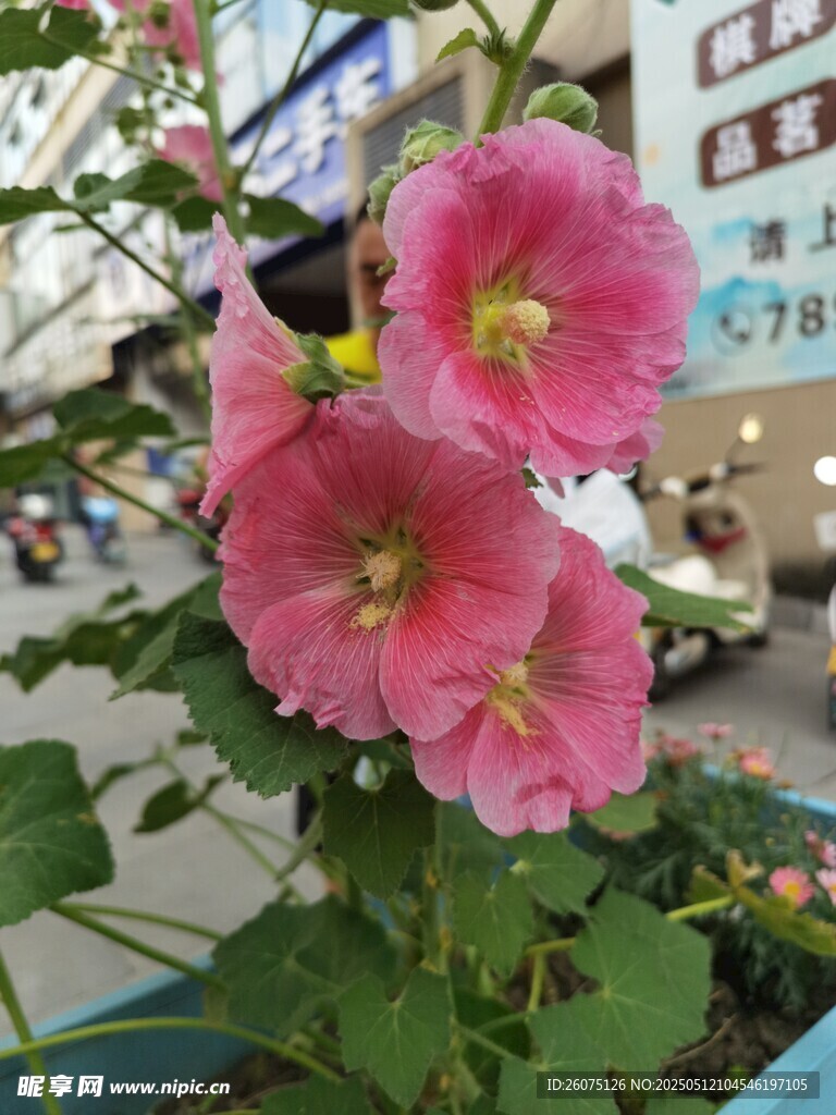 木槿花