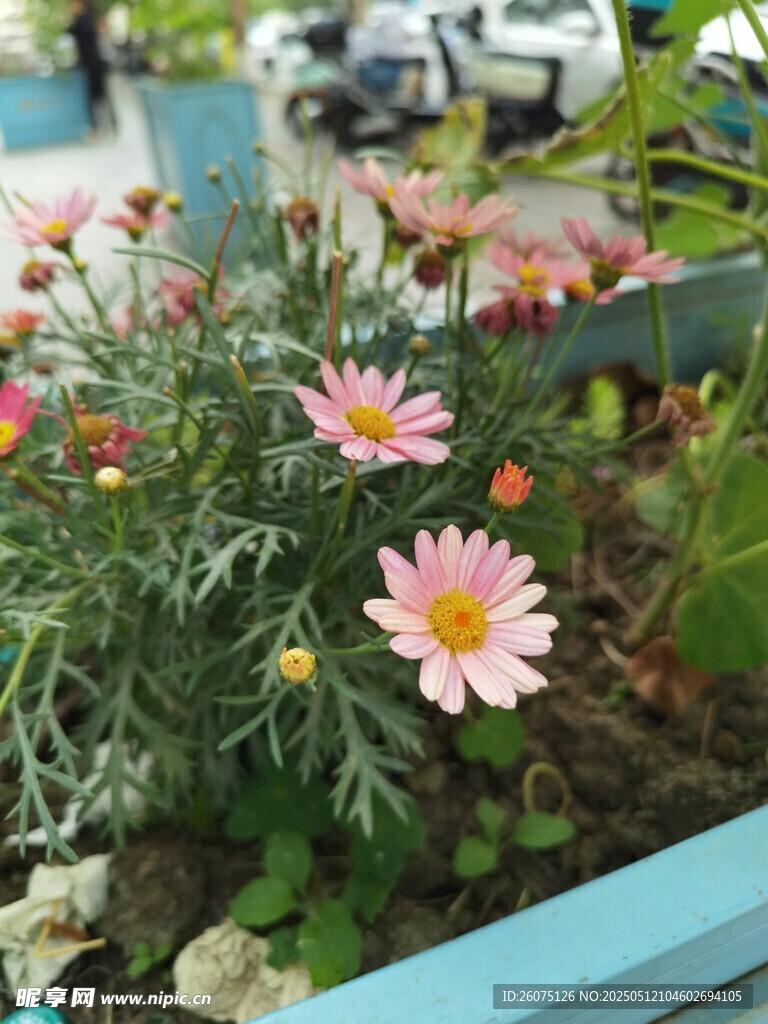 粉色菊花